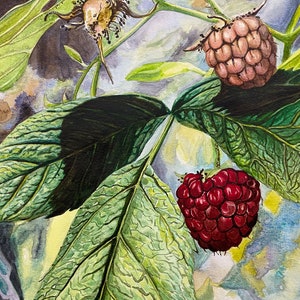 Raspberries