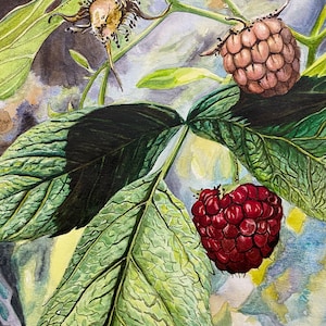 Raspberries