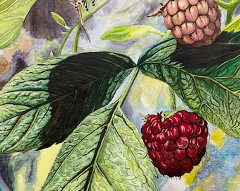 Raspberries Watercolor [DIGITAL PRINT] - Etsy