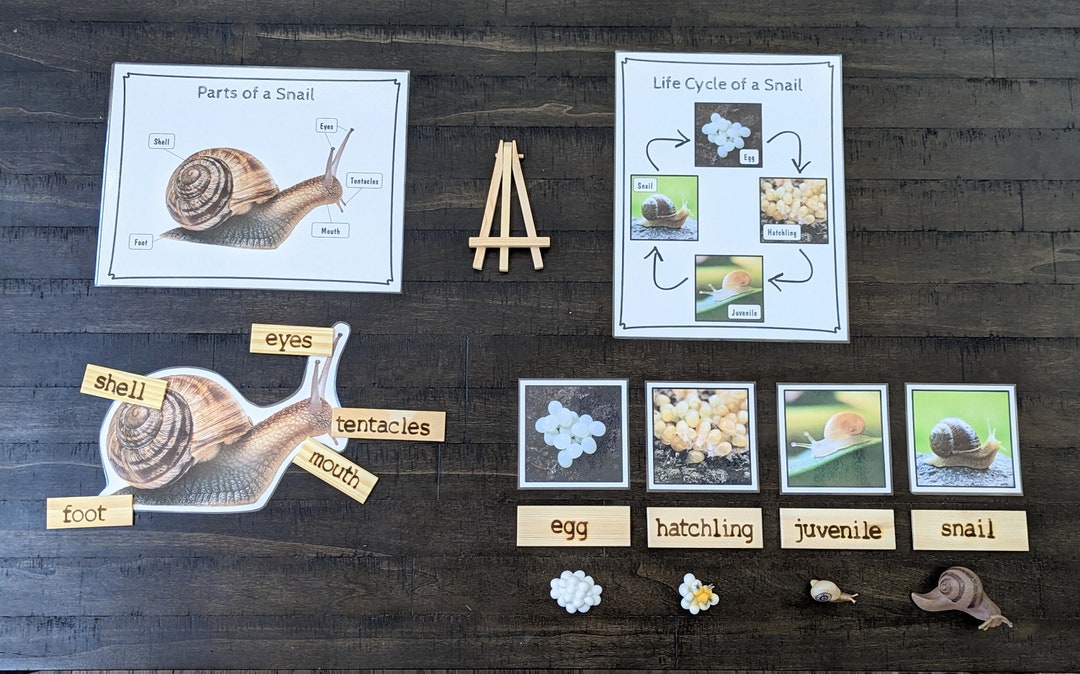 Snail Life Cycle & Parts Activity: Montessori Classroom Resource - Etsy UK