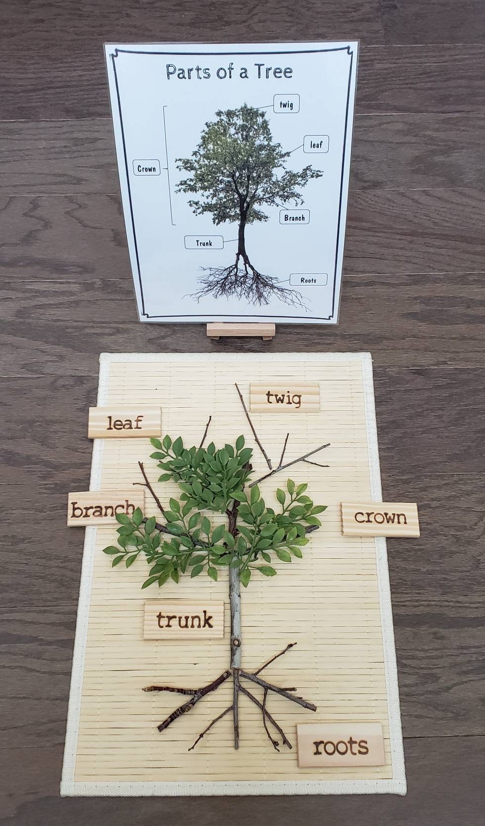 Parts Of A Tree Worksheet THE PARTS OF A TREE : Paper Craft Activity