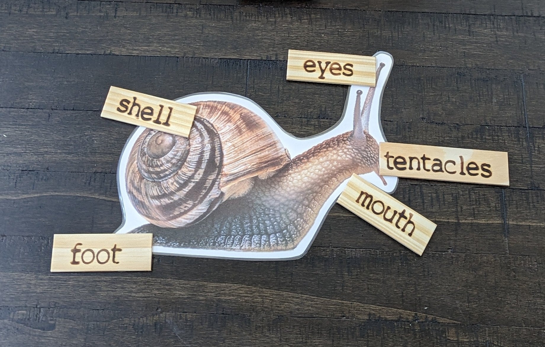 Snail Life Cycle & Parts Activity: Montessori Classroom Resource - Etsy