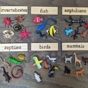 Animal Classification Sorting Set, Montessori Object Classification, Gift for Kids, Reggio Emilia, Teacher Resources