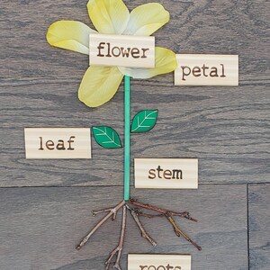 May include: A yellow flower with green leaves and a brown stem. The flower has a wooden label that says "flower" and the petals have a wooden label that says "petal". The stem has a wooden label that says "stem". The leaves have a wooden label that says "leaf". The roots have a wooden label that says "roots".