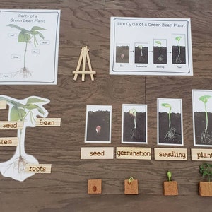 Plant Life Cycle, Parts of a Green Bean Plant, Critical Thinking Skills, Montessori Classroom, Reggio Emilia, Teacher Resources