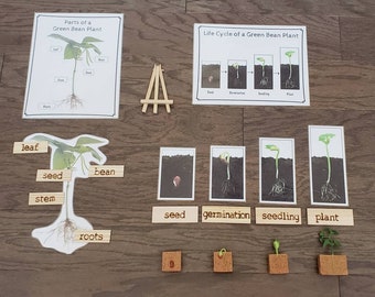 Plant Life Cycle, Parts of a Green Bean Plant, Critical Thinking Skills, Montessori Classroom, Reggio Emilia, Teacher Resources