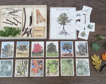 Parts of a Tree Activity Set: Montessori Fine Motor Skills