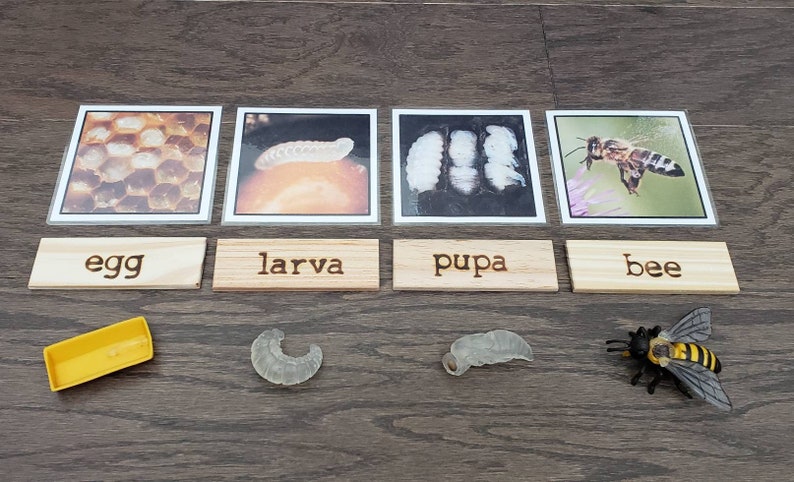 Critical thinking life cycle image