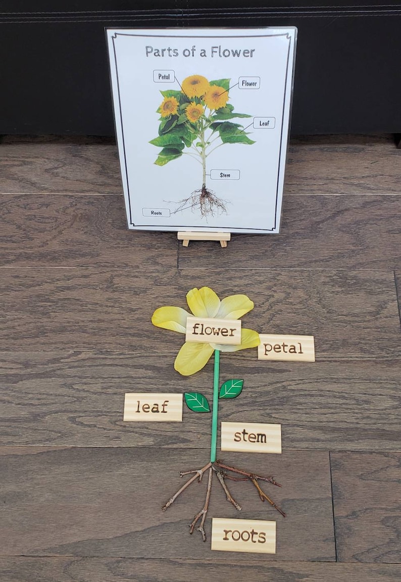 May include: A yellow flower with green leaves and a brown stem. The flower has a wooden label that says "flower" on it. There are also wooden labels that say "petal", "leaf", "stem", and "roots" around the flower.