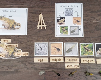 Frog Life Cycle, Parts of a Frog, Critical Thinking Skills, Montessori Classroom, Reggio Emilia, Teacher Resources