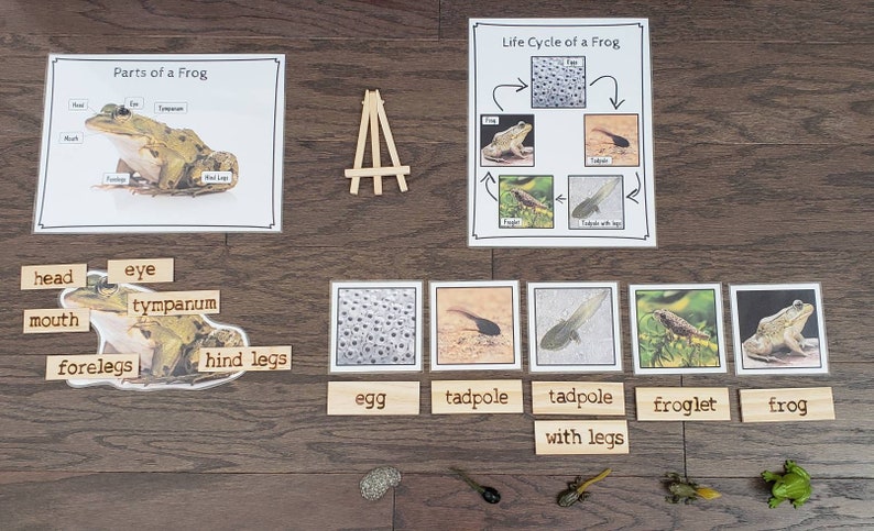 Critical thinking stages image