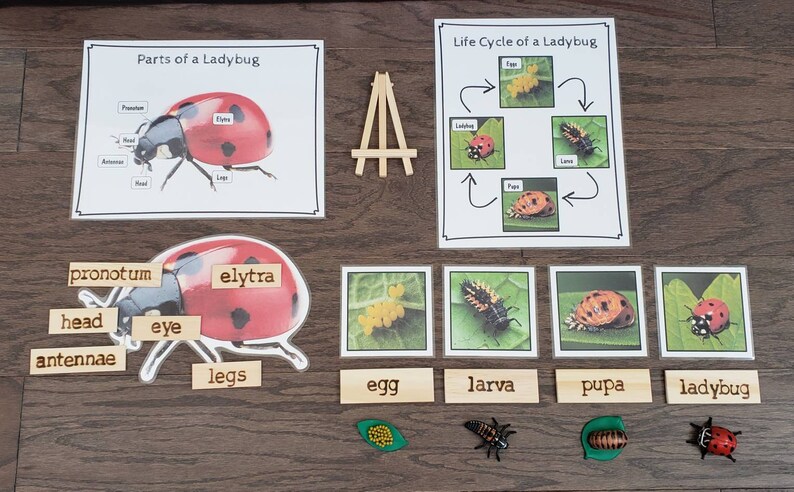 Critical thinking in real life image