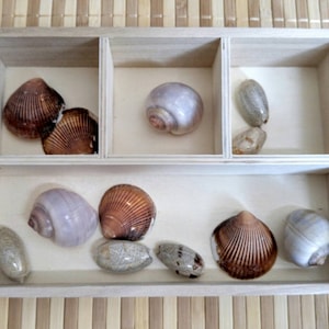 Pode incluir: Uma caixa de madeira com seis compartimentos, cada um contendo uma concha diferente. As conchas são de várias cores e formas, incluindo marrom, branco e roxo.