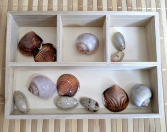 Montessori Shell Sorting Set: Fine Motor Skills Toy, Teacher Resources