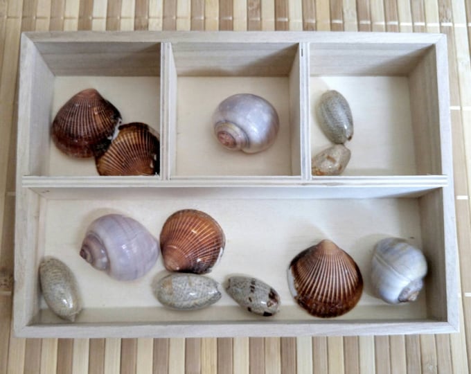 Montessori Shell Sorting Set: Fine Motor Skills Toy, Teacher Resources