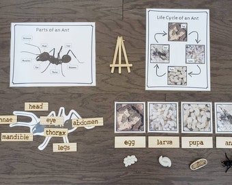 Ant Life Cycle, Parts of an Ant, Critical Thinking Skills, Montessori Classroom, Reggio Emilia, Teacher Resources