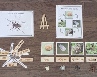 Spider Life Cycle, Parts of a Spider, Critical Thinking Skills, Montessori Classroom, Reggio Emilia, Teacher Resources