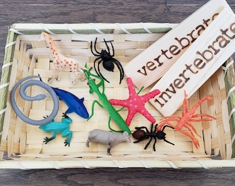 May include: A wicker basket containing a variety of animal figurines, including a giraffe, a snake, a frog, a shark, a mantis, a starfish, a spider, an ant, and a scorpion. Two wooden signs are also in the basket, one labelled "vertebrate" and the other labelled "invertebrate".