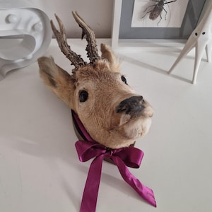 May include: A taxidermied deer head with antlers, a dark brown nose, and a burgundy ribbon tied in a bow. The deer head is mounted on a dark brown plaque. Decorative items, including a framed insect display and a white letter "S" with lights, are in the background.
