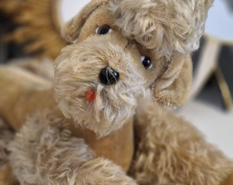 Big poodle Snobby by Steiff .. looking for a new home, mohair without button and flag, 50s