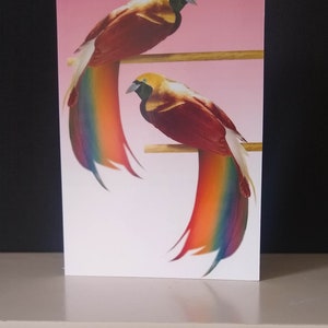 Rainbow Bird of Paradise: Hedendaagse illustratie wenskaart/Queer/LGBTQ+/Vrijheid/Symbolisch/Liefde is Liefde/Vooruitgang/