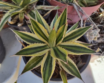 Agave lophantha "Quadricolor" succulent cactus plants 5-6" diameter