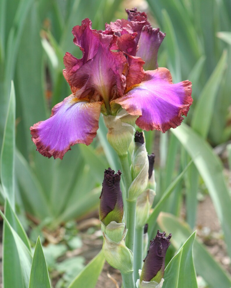 Purple Burgundy Mauve Bearded Iris Photograph Irises Flower Etsy