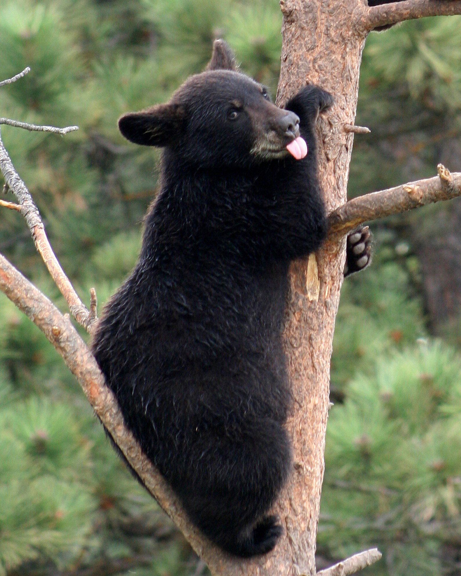 Black Bear Cub Photograph Baby Animal Photo Nature Etsy