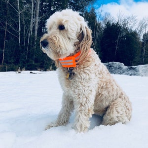 Reflective Dog Collar, Hunting Collar, Night Walking, Orange Collar, Protective Collar