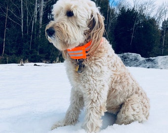 Reflective Dog Collar, Hunting Collar, Night Walking, Orange Collar, Protective Collar