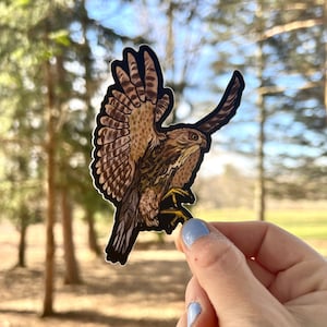 Red-Tailed Hawk Sticker