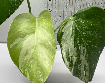 Monstera Albo Variegated