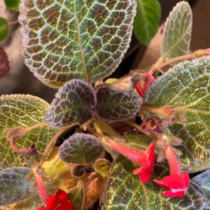 May include: Close-up of a flowering Episcia plant. The leaves are green with a patterned, textured appearance. Small red flowers are visible, adding a vibrant contrast to the foliage. The plant is in a pot.