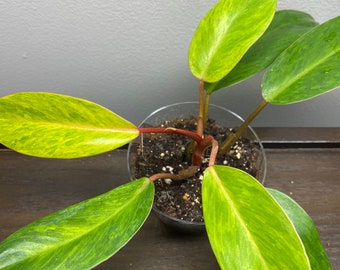 Philodendron Painted Lady 3”Pot