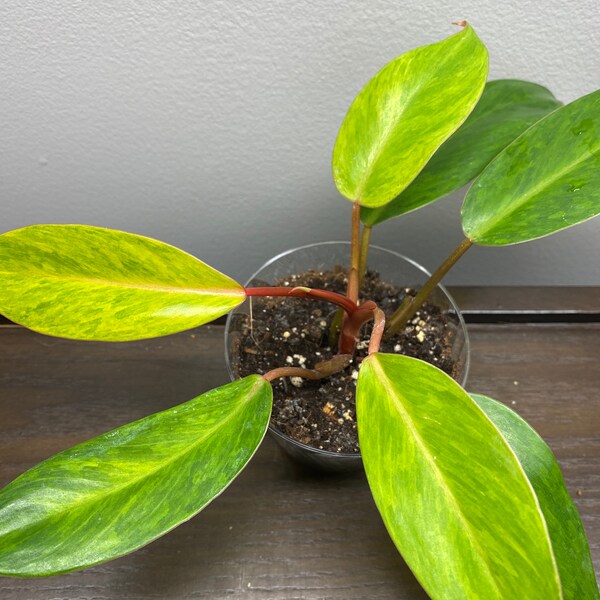 Philodendron Painted Lady 3”Pot