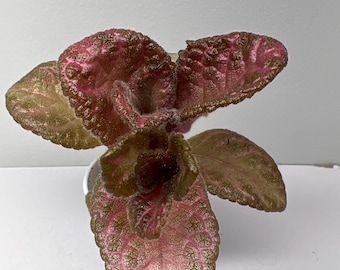 New Episcia    KsP-Drogon                            (Piskovets)