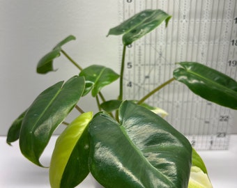 Philodendron Burle Marx Variegated starting plant