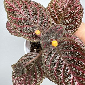 Episcia Red Gator / Flame Violet / 2” pot