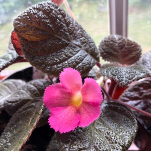 Episcia Golden or Burning Embers / Gesneriads/African Violet