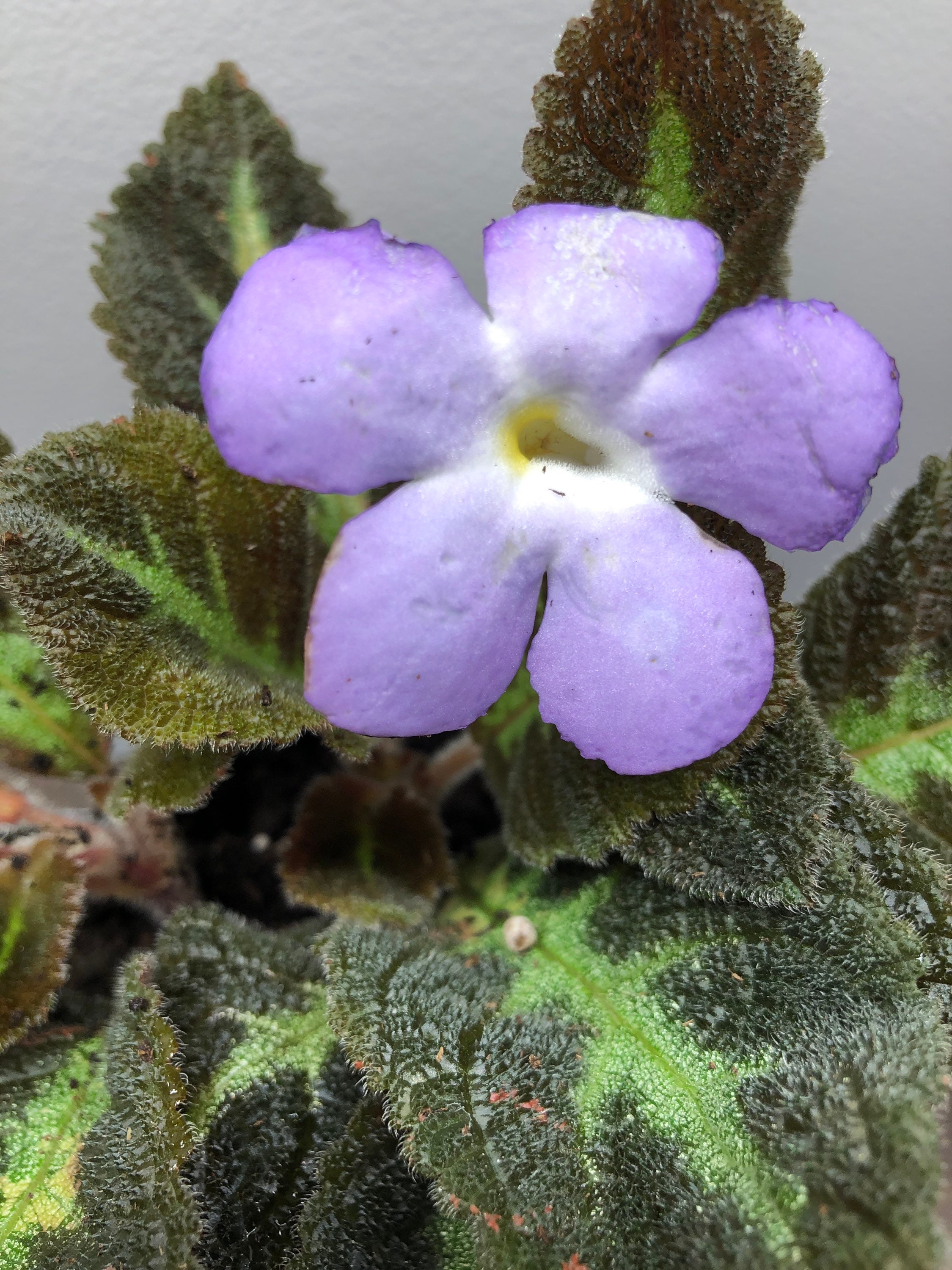 Episcia Lilacina Blue Nile (Luther)  2”Pot
