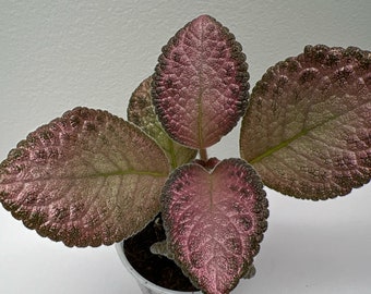 Episcia Jim’s Sea of Love ( Bodnar) 2”pot