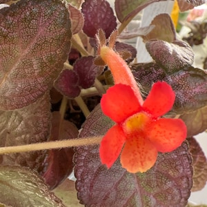 Episcia Raspberry Frost / Gesneriad/ African Violet 2”pot