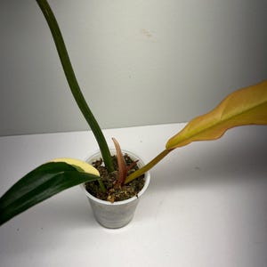 Philodendron Caramel marble