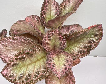 Episcia TiDi-29