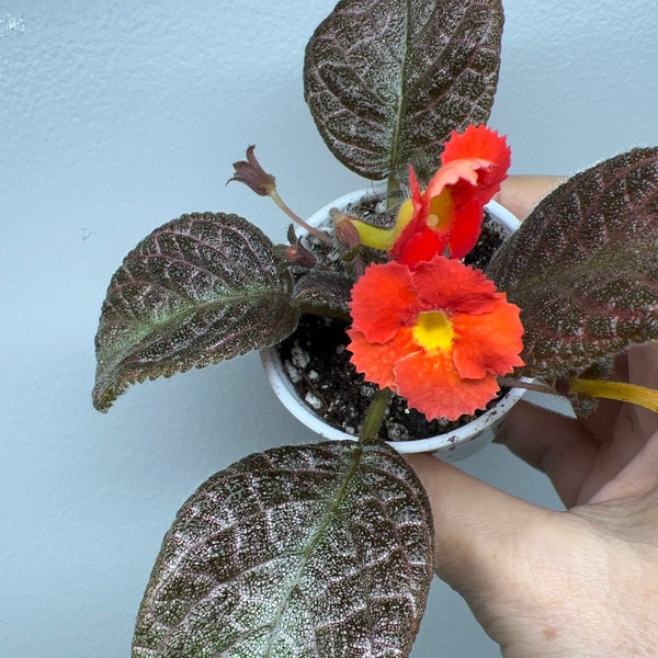 Episcia  Dixie’s Dumpling Gesneriads African Violet  2” Pot