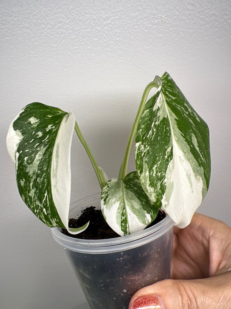 Monstera Albo Variegated image 5