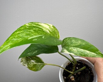 Epipremnum pinnatum Variegated 2”pot