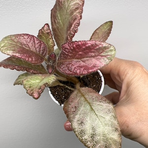 Episcia Thad’s Lavender Lady 2”pot