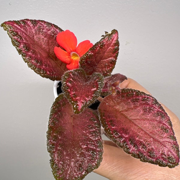 New Episcia  FLO-Legendy Poles'ya 2”pot.               (Yumina)