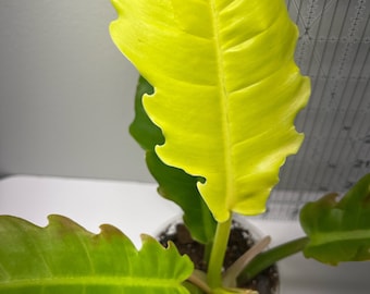 Philodendron Serratum Golden 3”pot